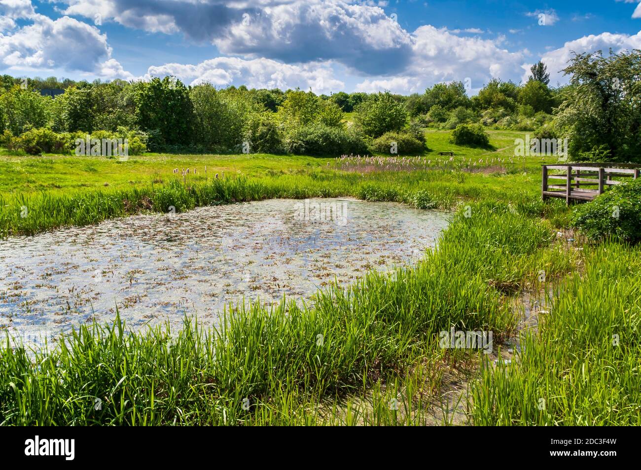 Il paesaggistico 'Engine Pond', l'unico residuo sopravvissuto delle opere della metà del XIX secolo a Droppingwell Colliery, a Kimberworth, vicino Rotherham. Foto Stock