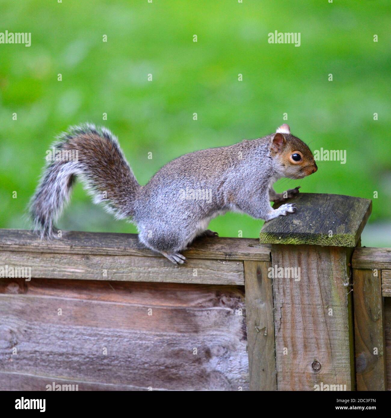 Scoiattolo grigio Orientale (scoiattolo grigio / Gray Squirrel) Sciurus carolinensis. Regno Unito Foto Stock