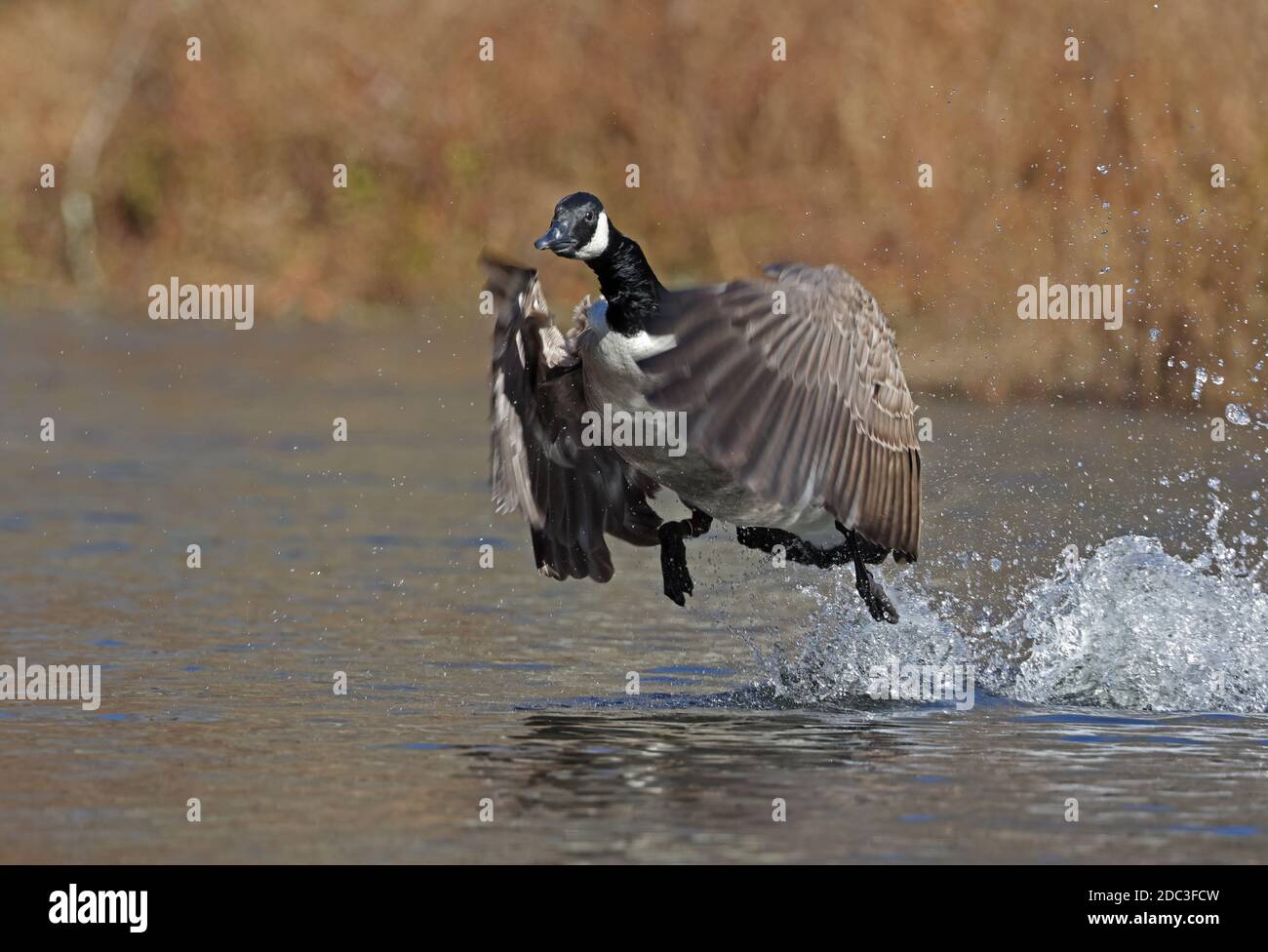 Oca canadese (Branta canadensis), Maryland Foto Stock