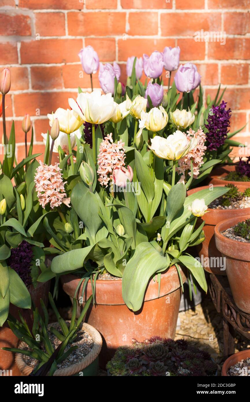 Tulip 'Exotic Emperor' (‘White Valley'), Tulipa 'Salmon Van Eijk', Hyacinthus orientalis 'Gypsy Queen' e 'Woodstock' e Tulipa ‘Candy Prince' Foto Stock