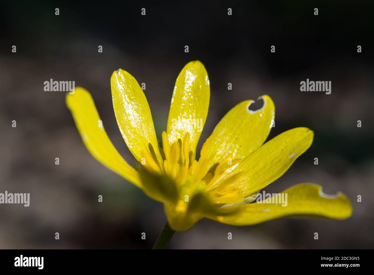 Giallo pilewart primavera floreale fiore macro natura fiore sfondo sfocato Foto Stock