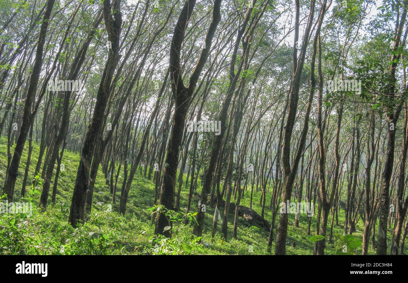 Messa a fuoco selettiva ad alto range dinamico immagine di crescita spessa di Alberi nelle foreste pluviali della Valle del silenzio in Kerala Foto Stock