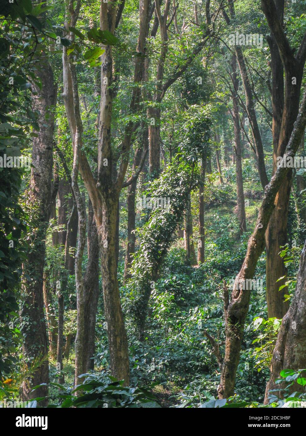 Messa a fuoco selettiva ad alto range dinamico immagine di crescita spessa di Alberi nelle foreste pluviali della Valle del silenzio in Kerala Foto Stock