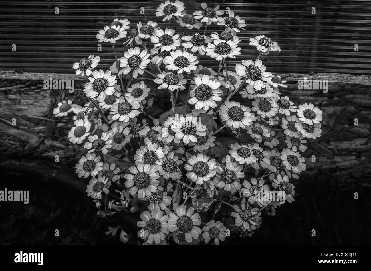 Margherite nel giardino. Pianta erbacea perenne con rizomi brevi e rosette di foglie piccole e arrotondate. Bianco e nero. Foto Stock