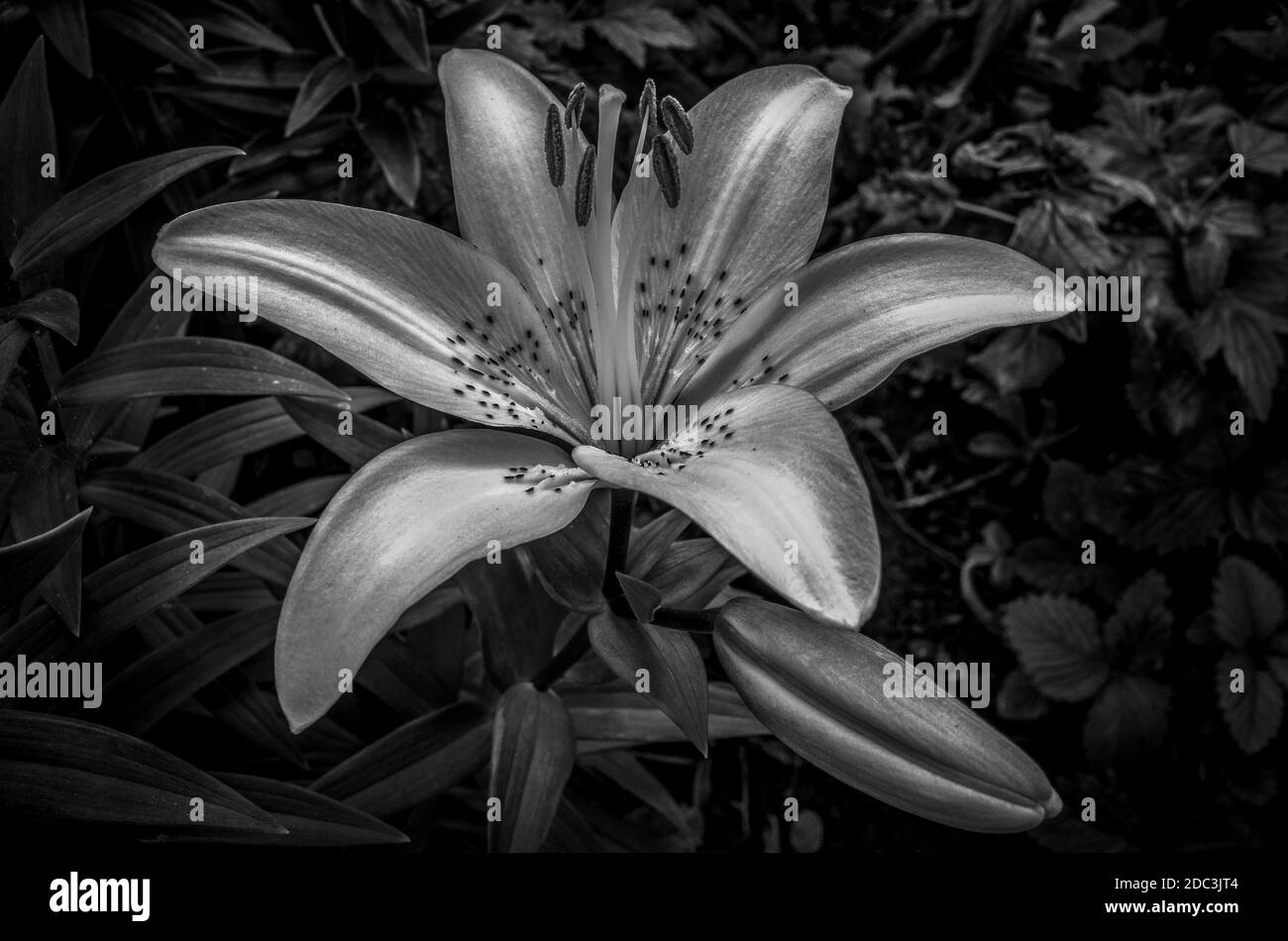 Giglio giallo in giardino. Un genere di piante erbacee fiorite che crescono da bulbi, tutte con grandi fiori prominenti. Bianco e nero. Foto Stock