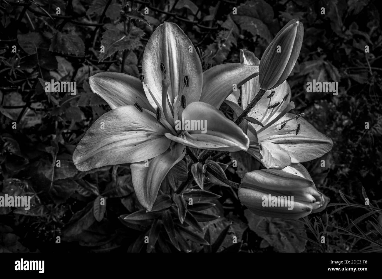 Giglio bianco in giardino. Un genere di piante erbacee fiorite che crescono da bulbi, tutte con grandi fiori prominenti. Bianco e nero. Foto Stock