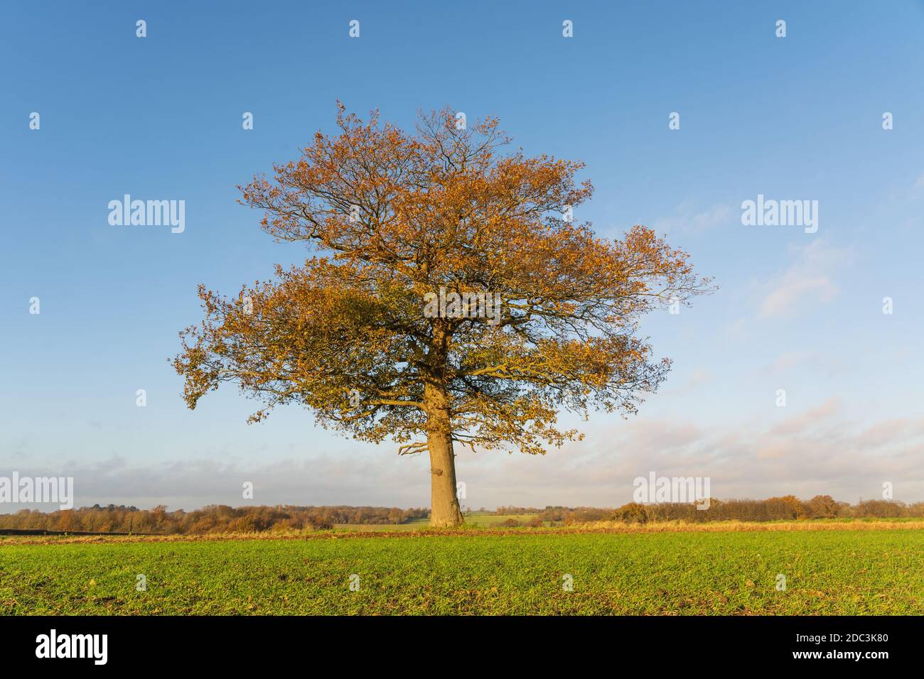 Quercia solitaria con foglie dorate in un campo in autunno caduta poco prima del tramonto. Molto Hadham, Hertfordshire. REGNO UNITO Foto Stock
