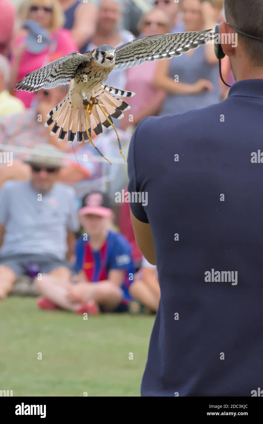 American Kestrel, Falco sparverius, in procinto di atterrarsi per mano del suo guardiano durante UNO spettacolo di falconeria con una folla di persone che guardano in background, Foto Stock