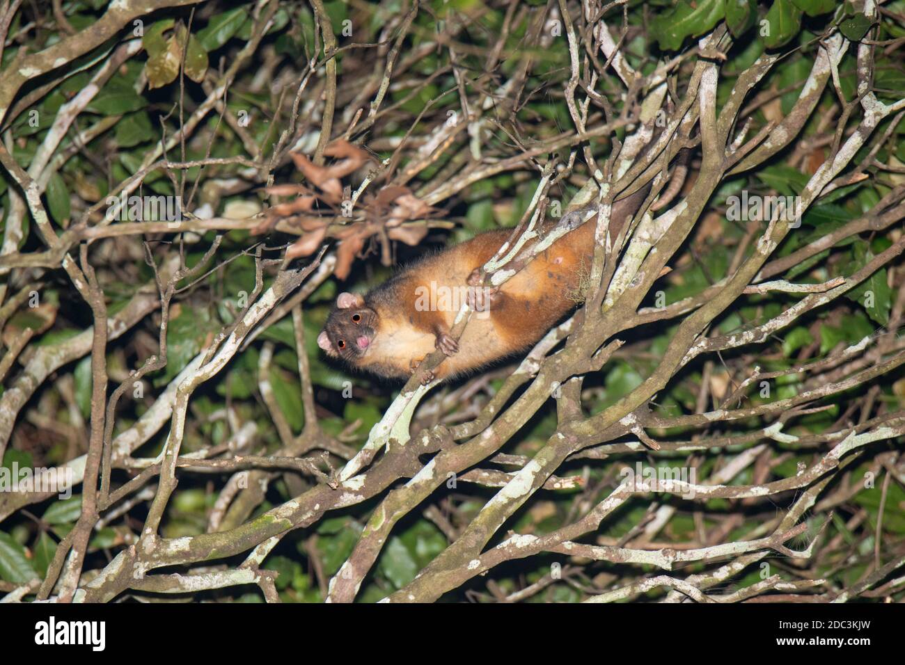 Comune Ringtail Possum Pseudocheirus peregrinus o'Reilly's Rainforest Retreat, Queensland, Australia 10 novembre 2019 Adulto Petauri Foto Stock