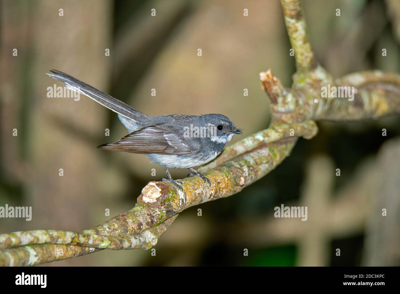 Grey Fantail Rhipidura albiscapa Lamington National Park, Queensland, Australia 10 novembre 2019 Adulto Rhipiduridae Foto Stock