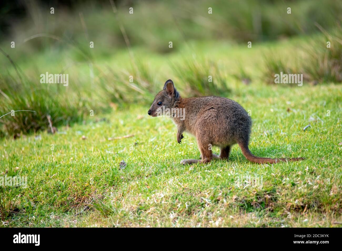 Pademelon Thylogale thetis o'Reilly's Rainforest Retreat, Queensland, Australia 10 novembre 2019 Immaturo Macropodidae Foto Stock