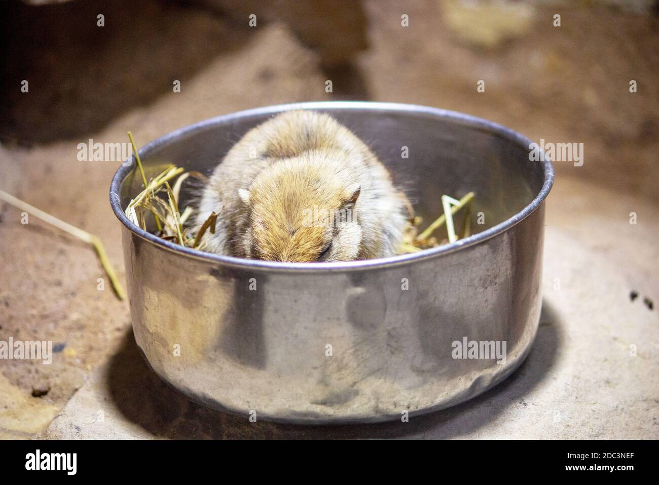 Vista di un ratto di sabbia grassa mentre si mangia nella sua ciotola libera, Psammomys obesus Foto Stock