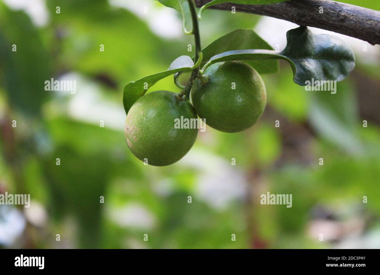 Limone verde fresco e succoso appeso ad un ramo di albero primo piano Foto Stock