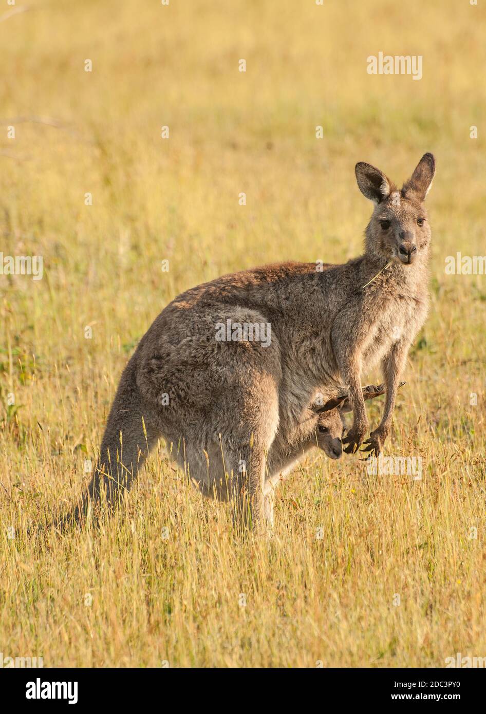 Wild Australian femmina (canguro grigio orientale canguro - Macropus giganteus) con un joey in una custodia Foto Stock