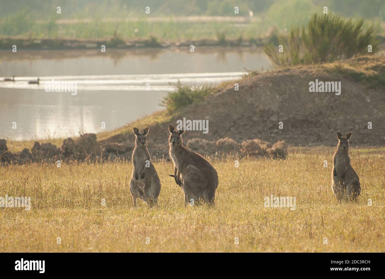 Il diametro esterno del gruppo selvatici i canguri australiani (grigio orientale canguro - Macropus giganteus), uno con joey in una custodia Foto Stock