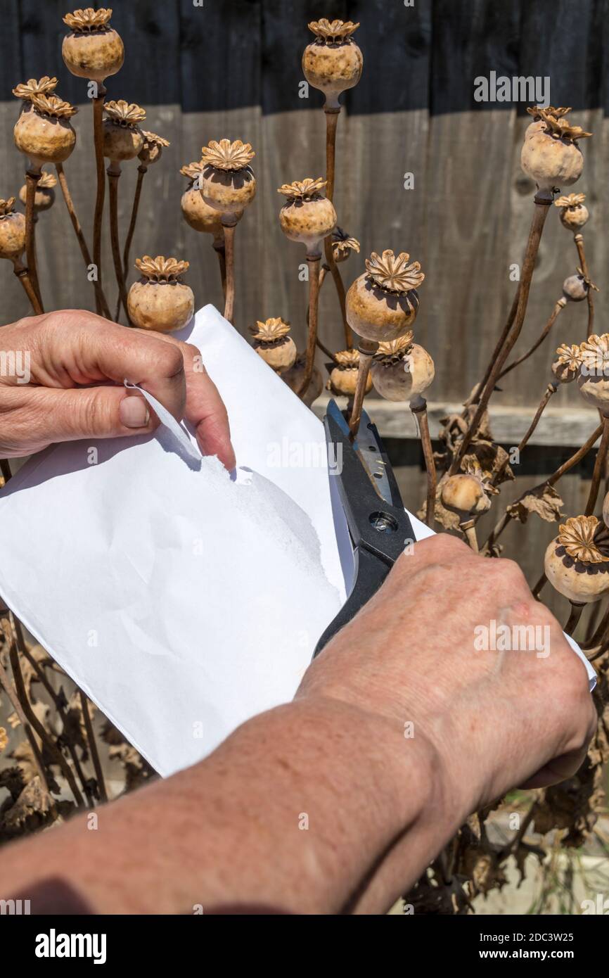 Donna che taglia fuori teste di seme di papavero asciugate per raccogliere i semi per piantare futuro. Foto Stock