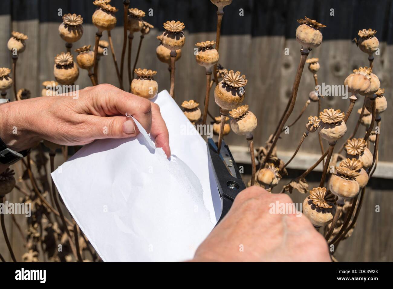 Donna che taglia fuori teste di seme di papavero asciugate per raccogliere i semi per piantare futuro. Foto Stock