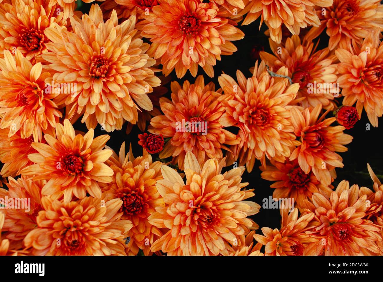 Arancio piante di crisantemo indurite come un modello. Trama astratta di fondo fiore Foto Stock