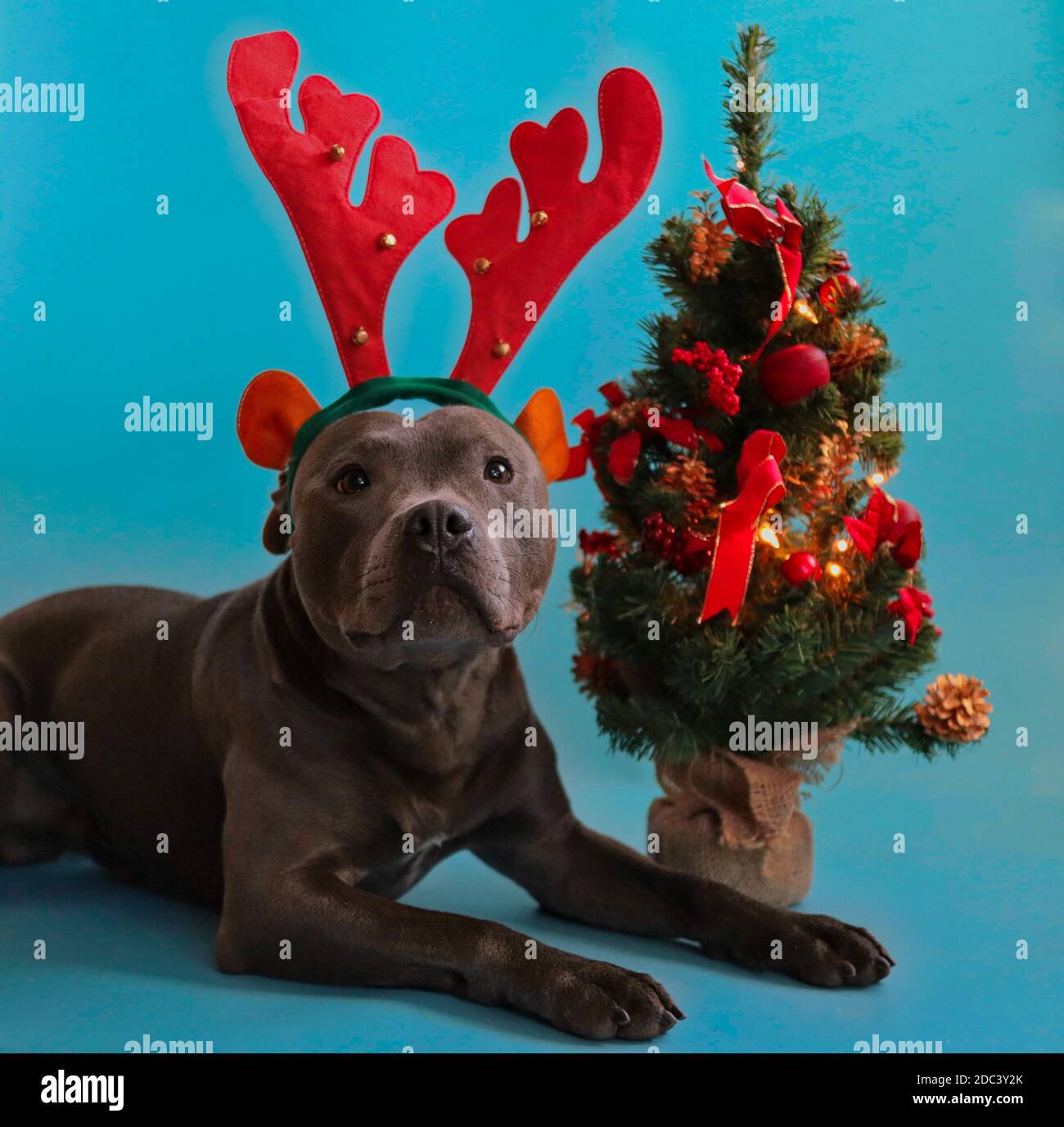 Staffordshire Bull Terrier con renne Antlers e piccolo albero decorativo di Natale isolato su blu. Blue Staffy con atmosfera natalizia. Foto Stock