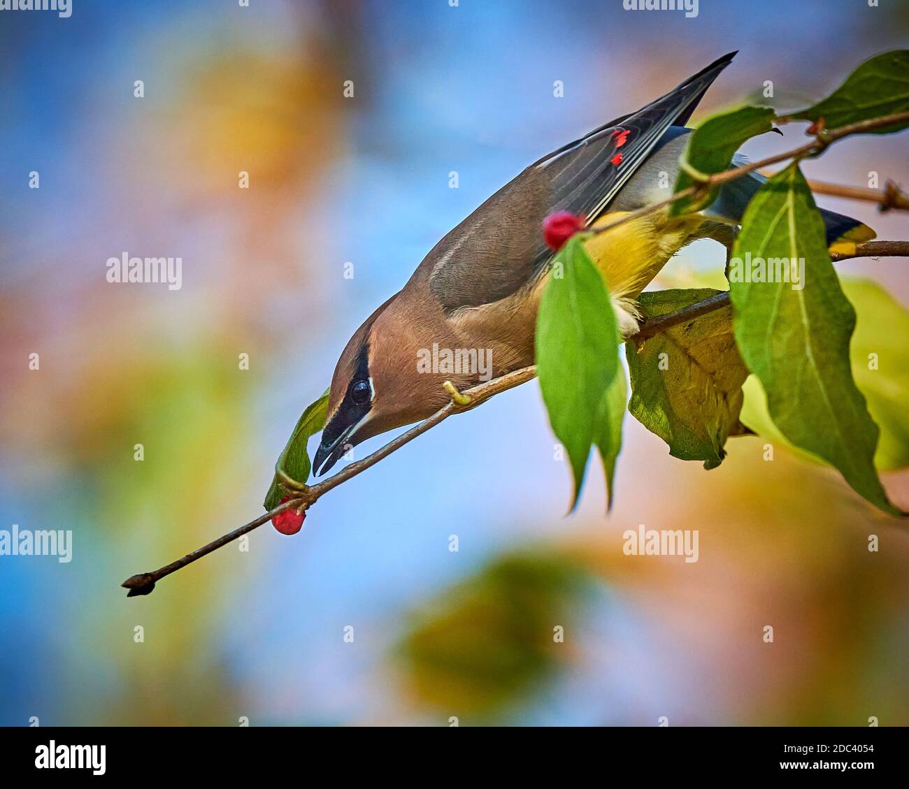 Cedar Waxwing (Bombycilla cedrorum) che si nuota su una boscaglia di frutti di bosco. Foto Stock