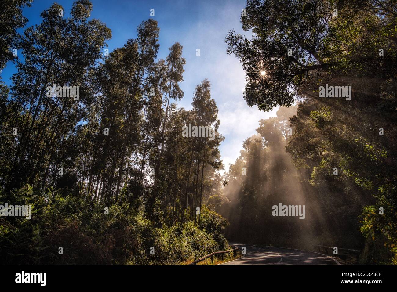 tutti gli alberi nel mezzo della foresta con il i raggi del sole entrano in una fotografia che trasmette serenità Foto Stock