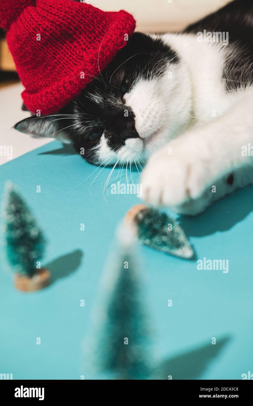 Divertente gatto nero e bianco tuxedo in cappello rosso gioca con l'albero  dei giocattoli di Capodanno e di Natale su sfondo blu. Natale con animali  domestici, precauzioni Foto stock - Alamy