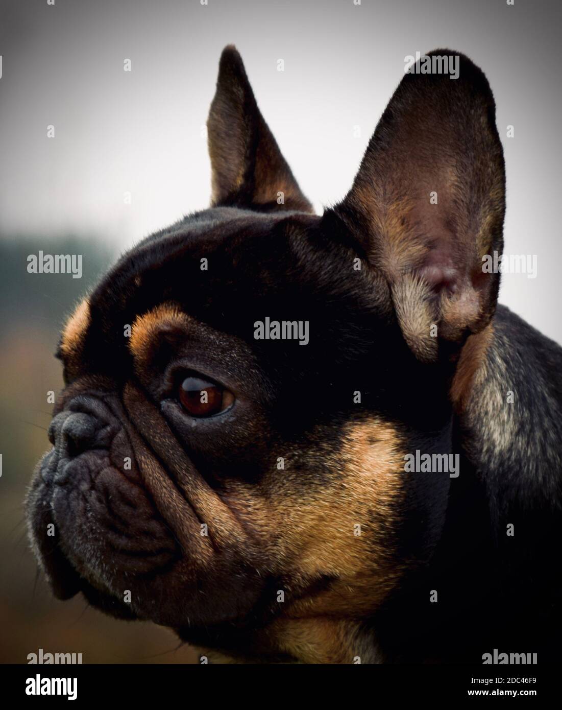 Bulldog francese nero e tan Foto Stock