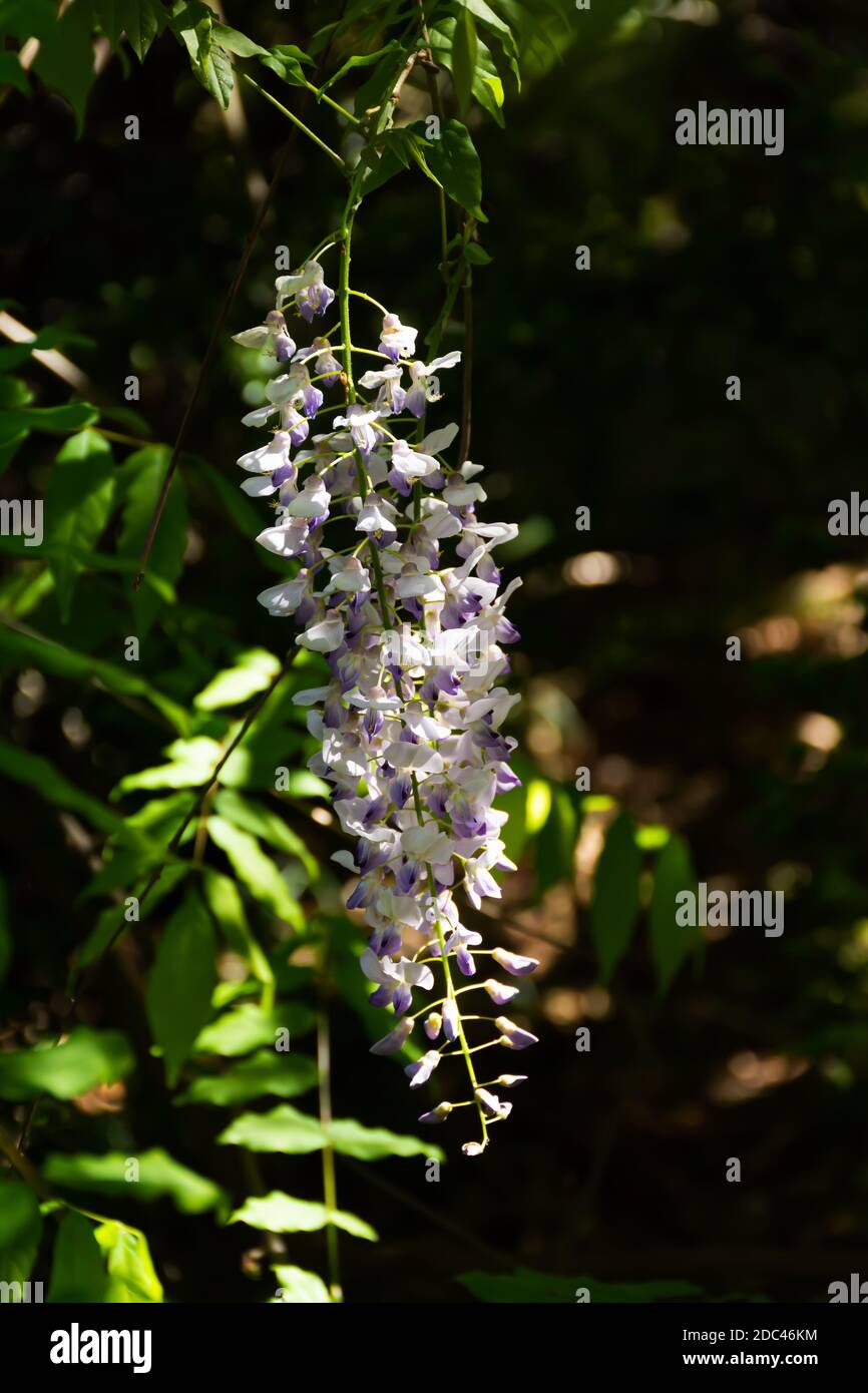 Wisteria cinese Wisteria sinensis uno twig primo piano in giardino. Composizione verticale con sfondo scuro sfocato. Bellissimi raggi di coniglietti sprar Foto Stock