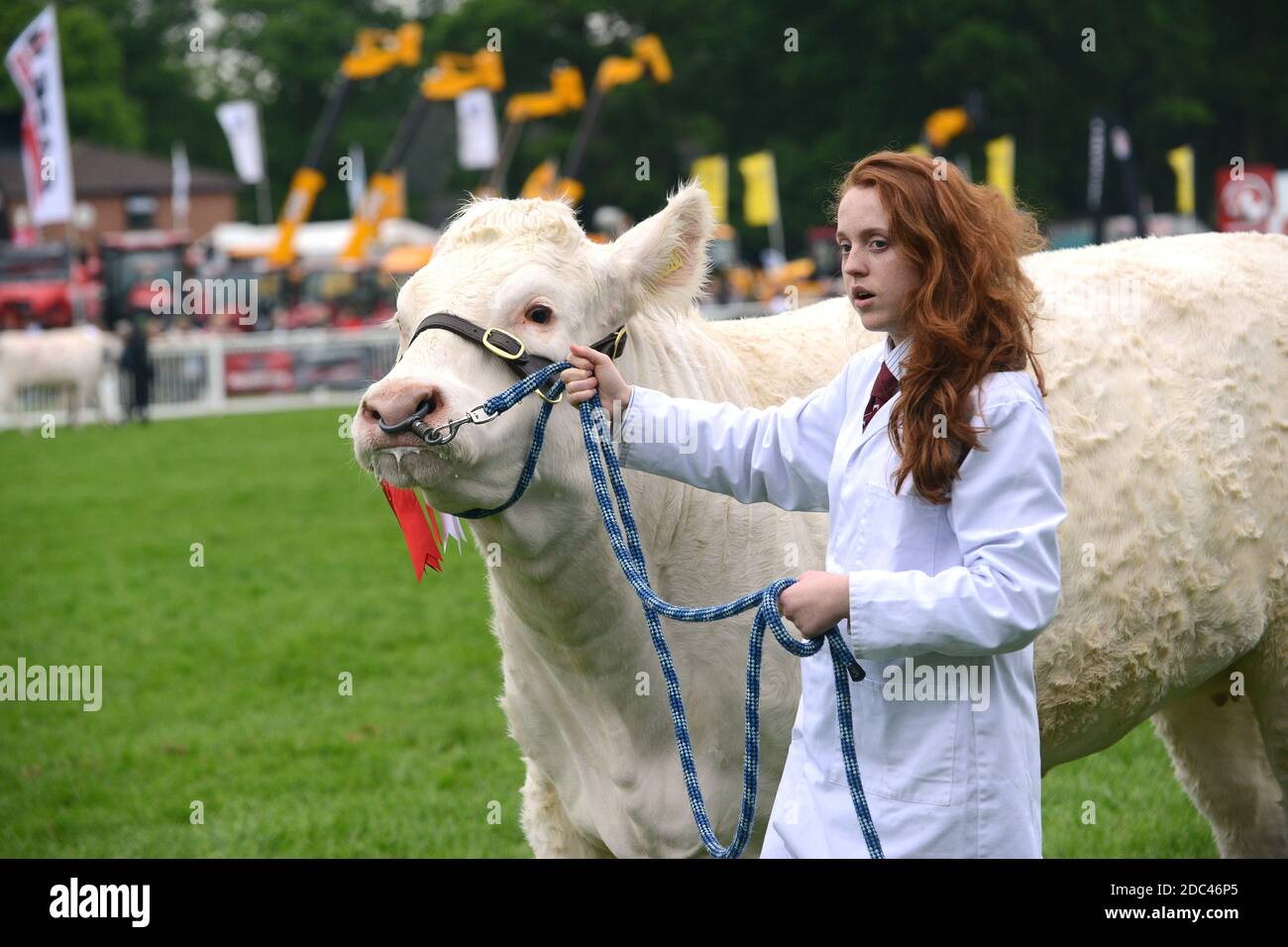 Herdswoman con toro vincitore di premi allo Staffordshire County Show Foto Stock