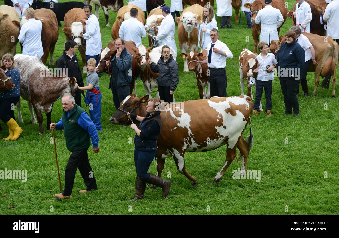 Cattle in the parade ring Staffordshire County Show Foto Stock