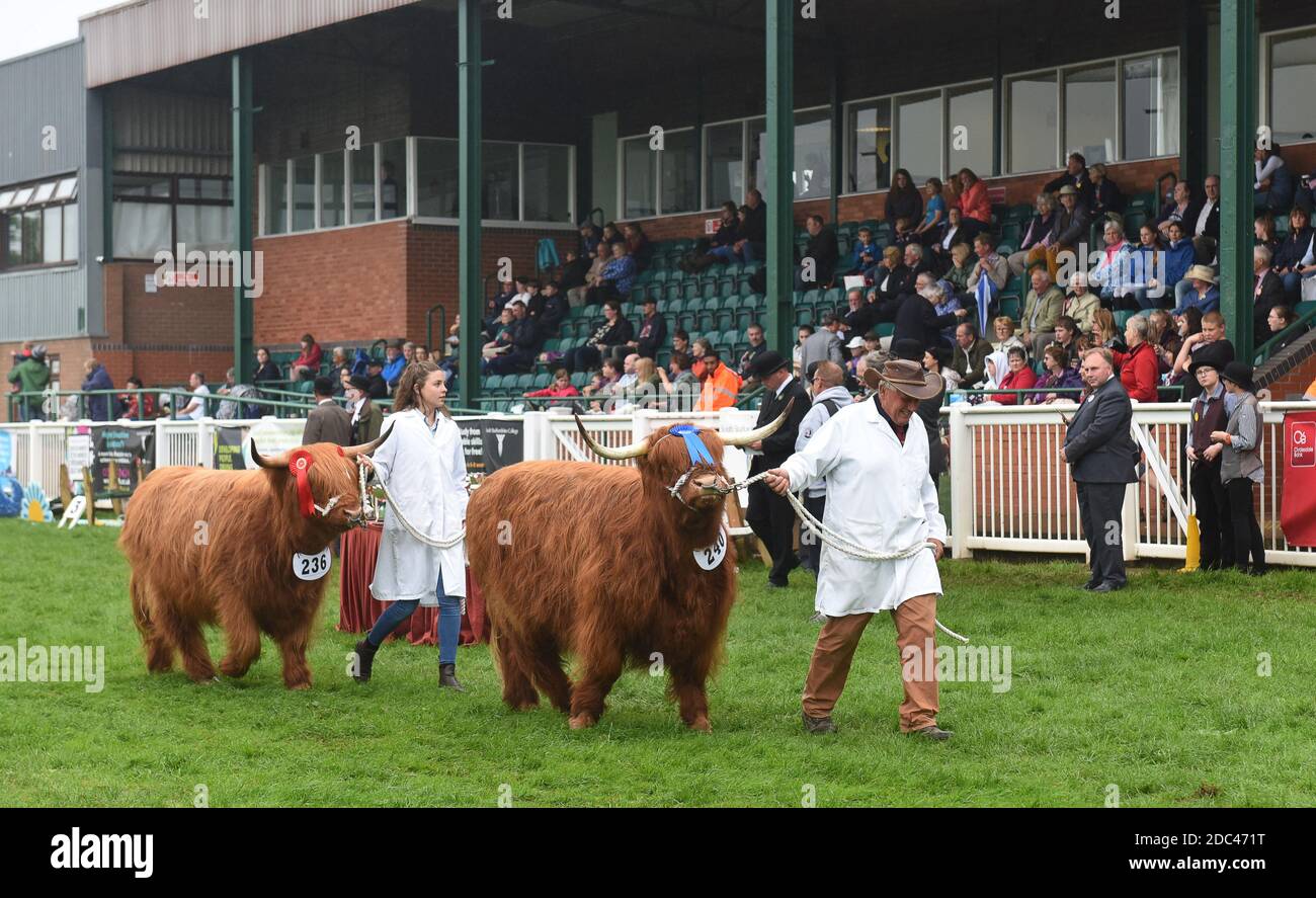 Highland Cattle al Staffordshire County Show Foto Stock