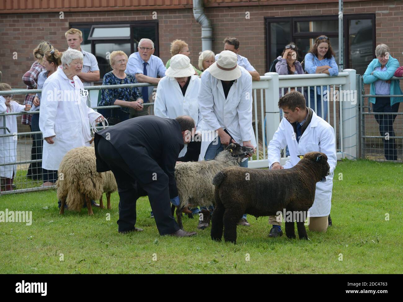 Sheep Judging al Staffordshire County Show Foto Stock