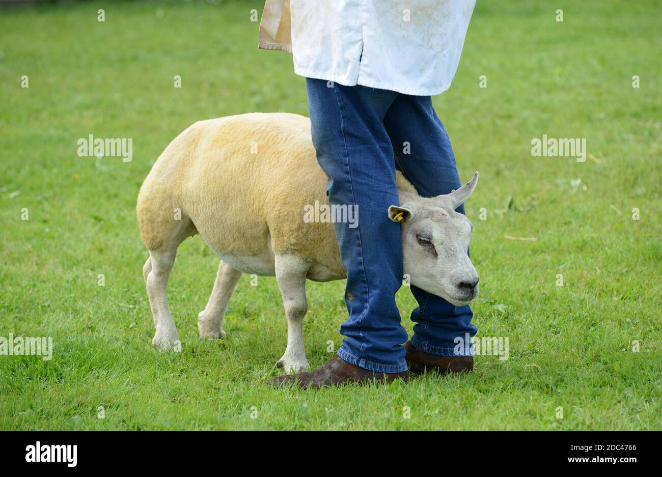 Sheep Judging al Staffordshire County Show Foto Stock
