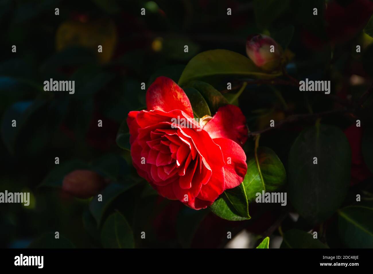 Camellia rossa da vicino - in giardino. Fiore rosso brillante primavera fiore. Camellia giapponese nel giardino botanico. Fiore Camellia a fuoco selettivo. Foto Stock