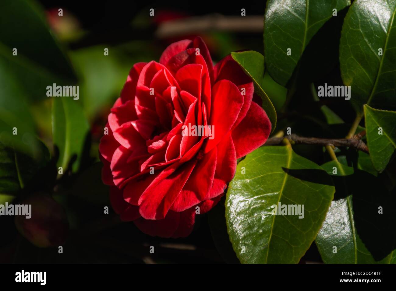 Camellia rossa da vicino - in giardino. Fiore rosso brillante primavera fiore. Camellia giapponese nel giardino botanico. Fiore Camellia a fuoco selettivo. Foto Stock