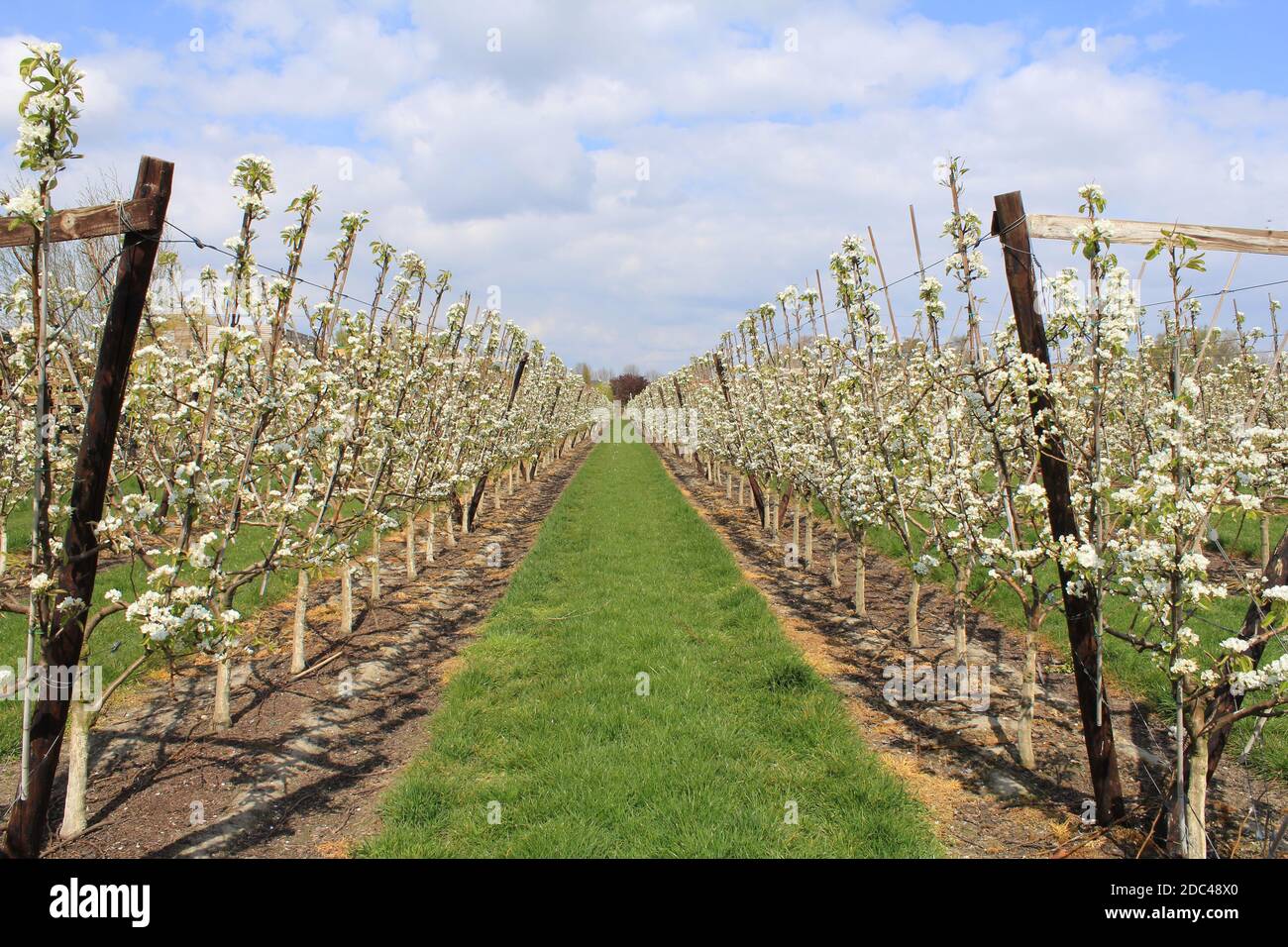 due file di alberi di pera in un frutteto con bella fiore bianco e cielo blu con nuvole in primavera nella campagna olandese Foto Stock