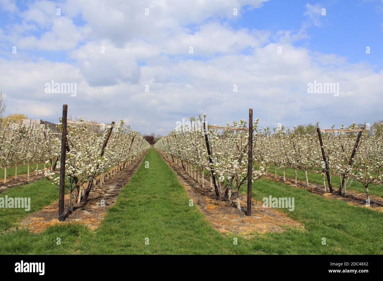 un grande frutteto con lunghe file di alberi di pera con bella fioritura bianca e un cielo blu in primavera la campagna olandese Foto Stock