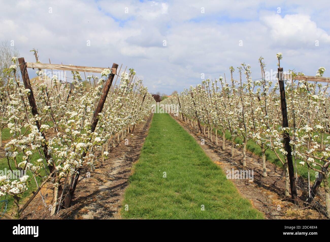 un grande frutteto con file di alberi di pera con bello fiori bianchi e un cielo blu in primavera nel campagna olandese e erba verde nel mezzo Foto Stock