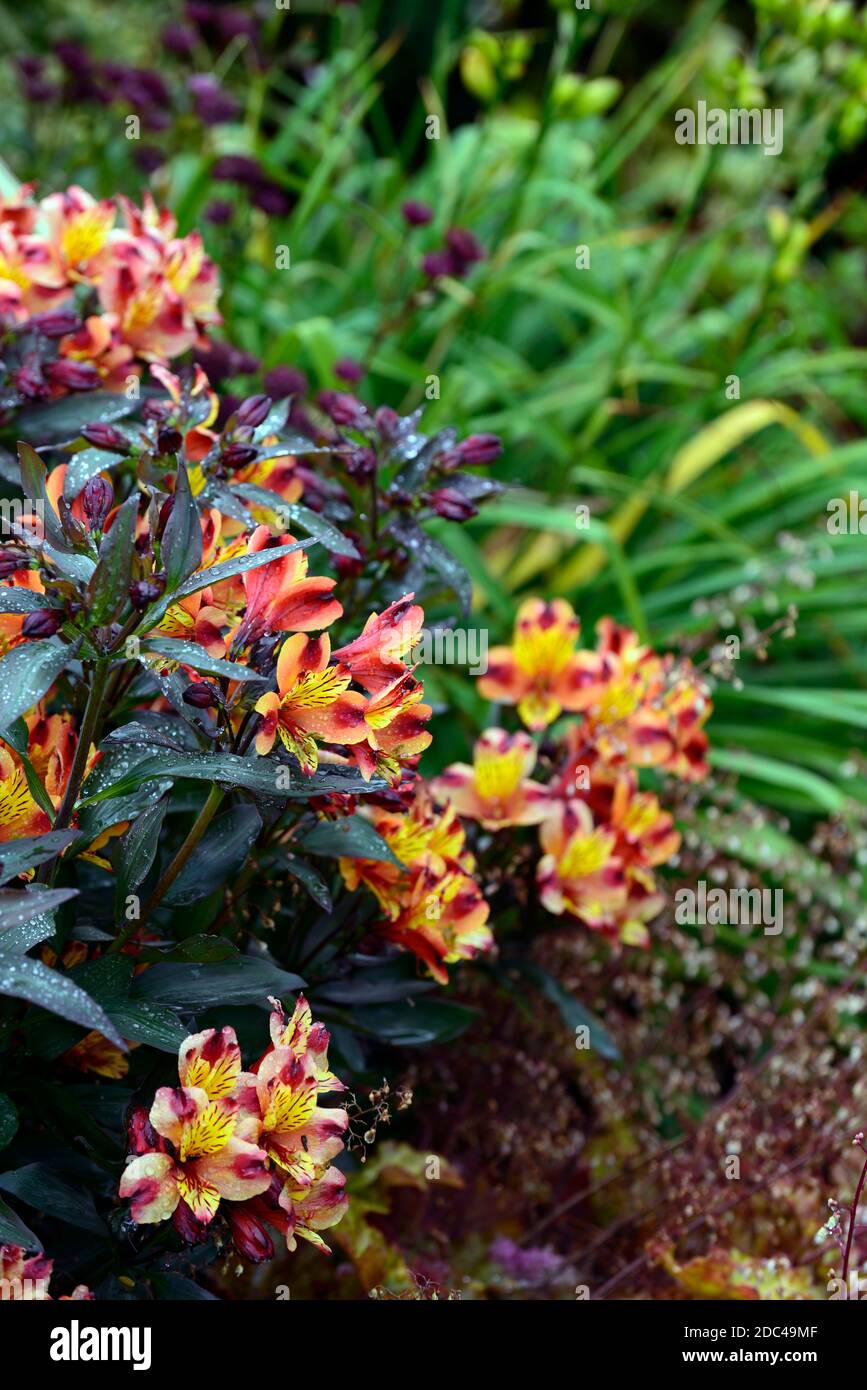 Estate indiana di Alstroemeria, giglio peruviano, rame, arancio, giallo, fiore, fiori, fioritura, perenne, fiori recisi, fogliame scuro, foglie scure, RM Floral Foto Stock