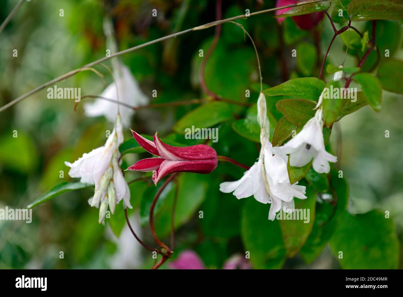 Clematis texensis Principessa Diana,fiori rosa rosso brillante,scalatore,scalatori,dierama pulcherrimum ginevra,fiori bianchi,fiori,angeli canna da pesca, peren Foto Stock