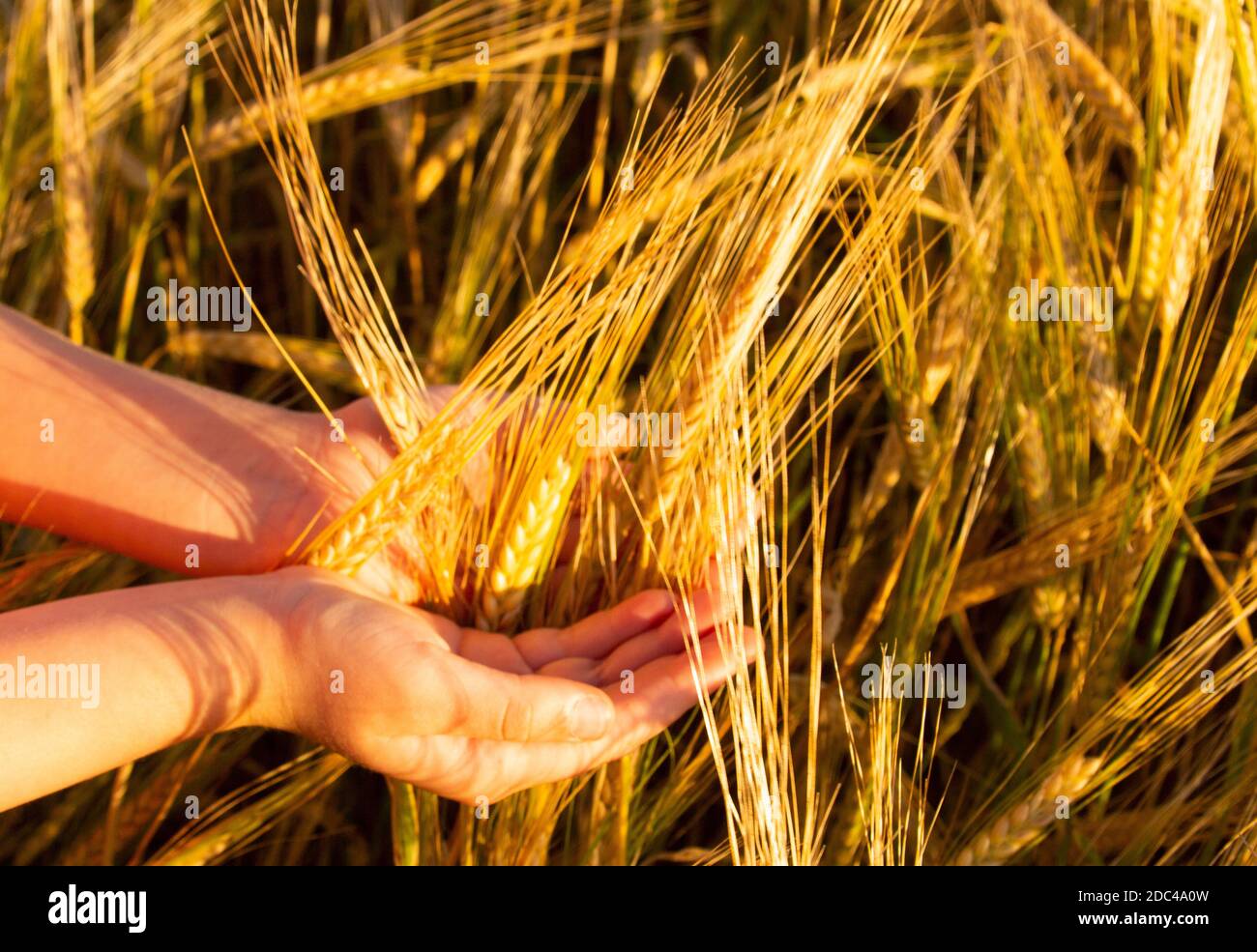 Le mani dei bambini tengono orecchie mature di grano nel campo. Foto Stock