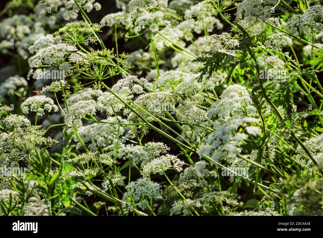 Prett fioritura erba goutweed estate soleggiato giorno felice Foto Stock