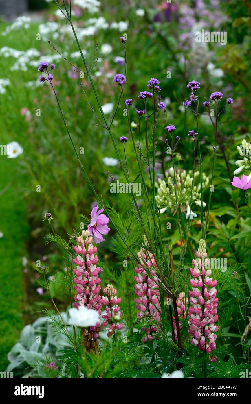 Lupin la Chatelaine, Lupin la Chatelaine, fiore spike, punte, fiore, rosa bianco fiore spike, guglia, rosa, bianco, fiori, lupini, RM Floral Foto Stock