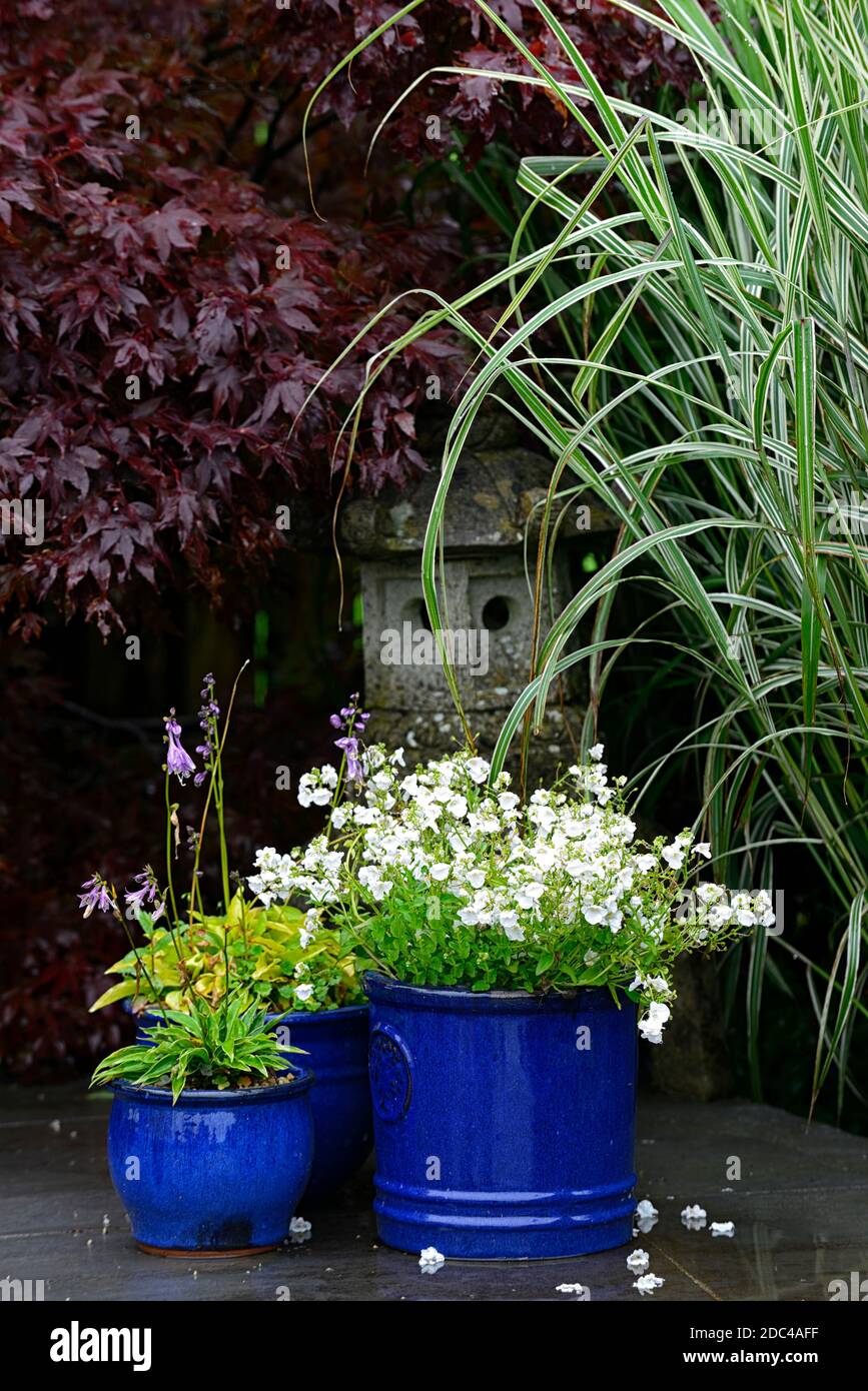 Vasi in ceramica blu, pentola, contenitori in ceramica blu, contenitore, giardinaggio, fiori bianchi, asiatici, temi giapponesi, giardini, acer, acers viola, RM Floral Foto Stock