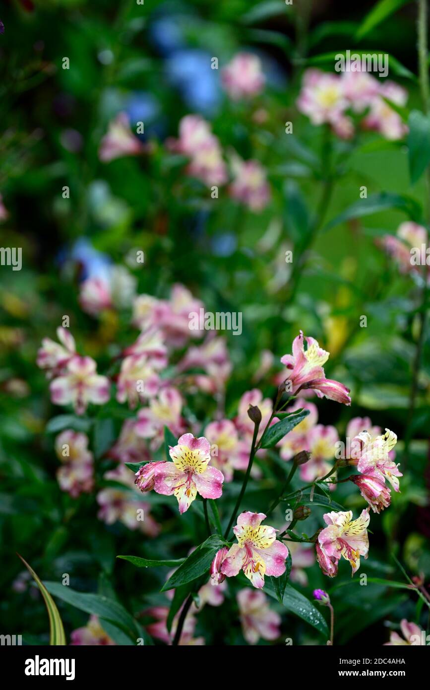 Alstroemeria giardino gioiello pesche, giglio peruviano, rosa pesca giallo fiore, fiori, fioritura, perenne, fiori recisi, RM Floral Foto Stock