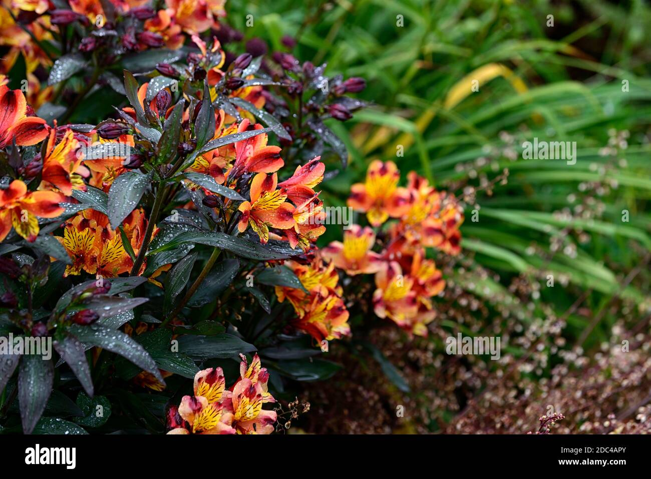 Estate indiana di Alstroemeria, giglio peruviano, rame, arancio, giallo, fiore, fiori, fioritura, perenne, fiori recisi, fogliame scuro, foglie scure, heuchera, heucher Foto Stock