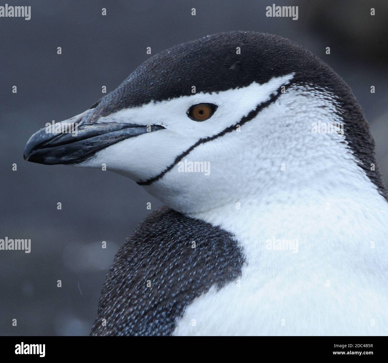 Un pinguino Chinstrap (Pigoschelis antartide). Isola di Saunders, Isole Sandwich meridionali. Oceano Atlantico meridionale. 25 febbraio 16 Foto Stock