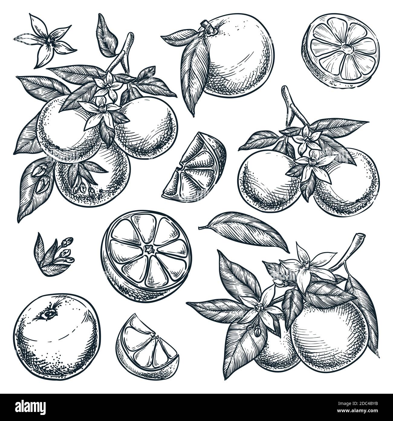 Set di agrumi tropicali arance. Illustrazione vettoriale dello schizzo disegnata a mano. Raccolta di pompelmo in succursale. Elementi di design vintage isolati citrici. Illustrazione Vettoriale