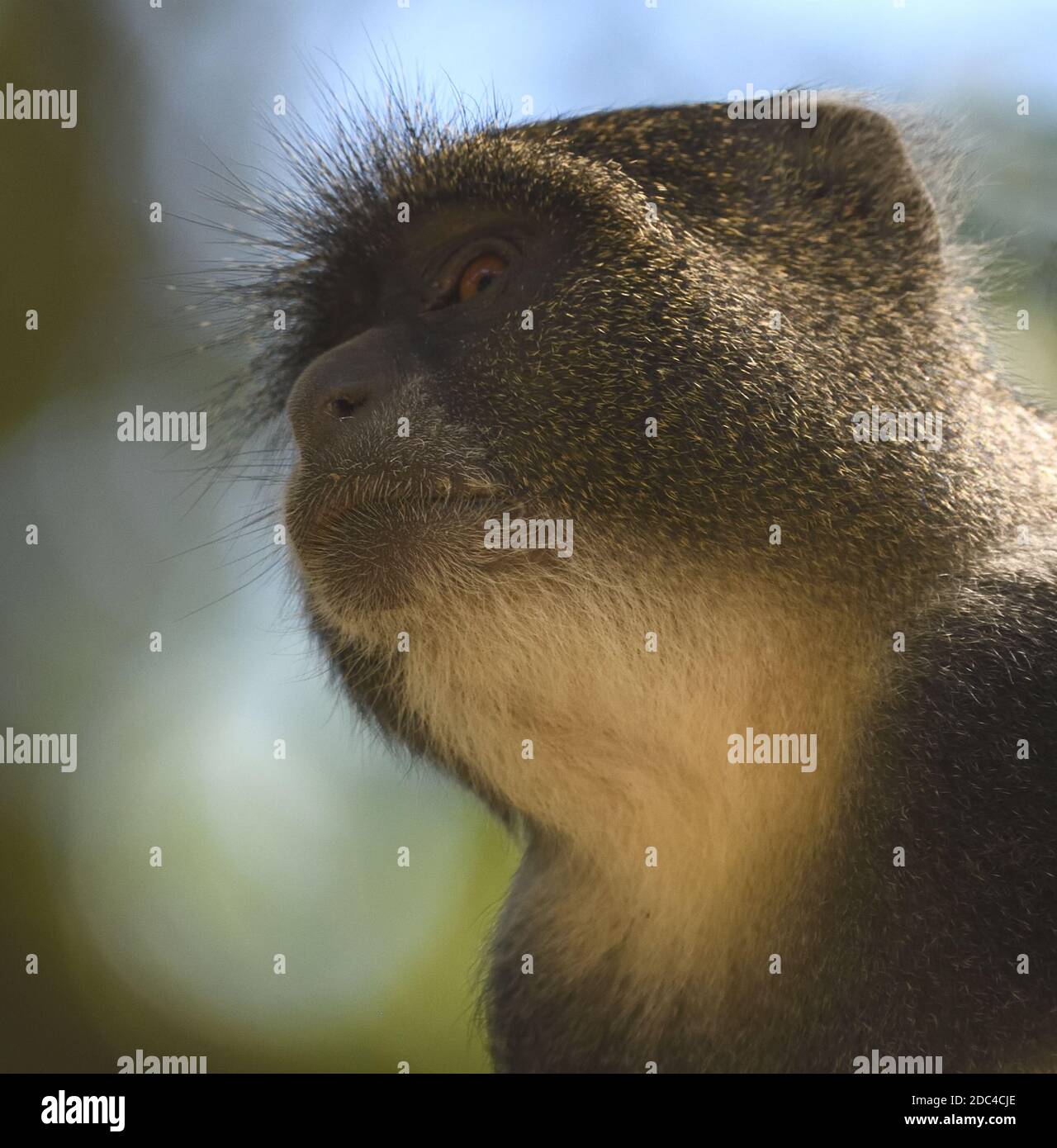 Un Sykes di scimmia (Cercopithecus albogularis) foraggio per foglie. Parco Nazionale di Arusha. Arusha, Tanzania. Foto Stock