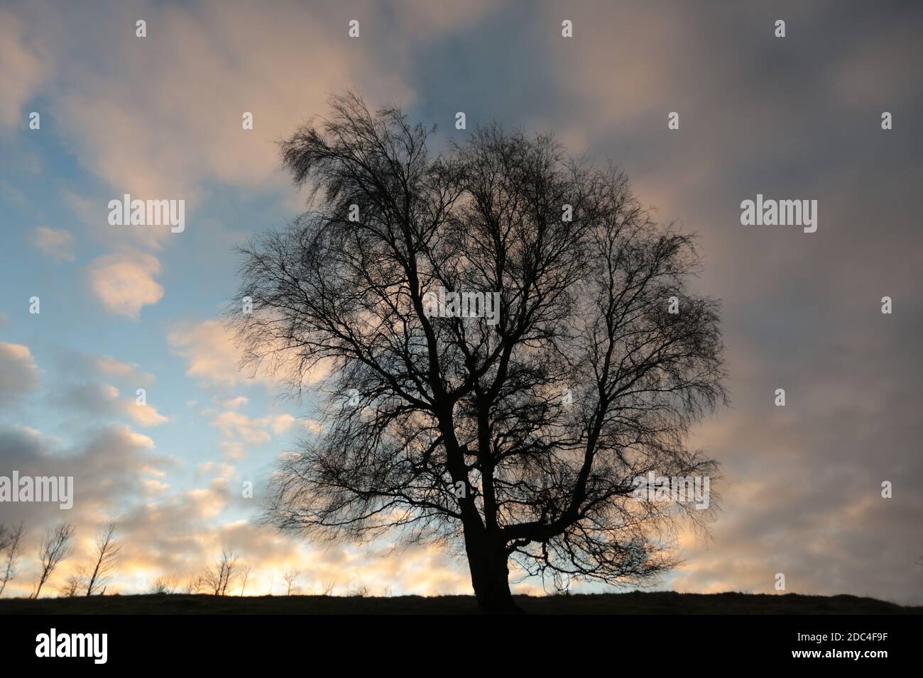 Tree sihoouette Broadway Cotswolds Gloucestershire Foto Stock